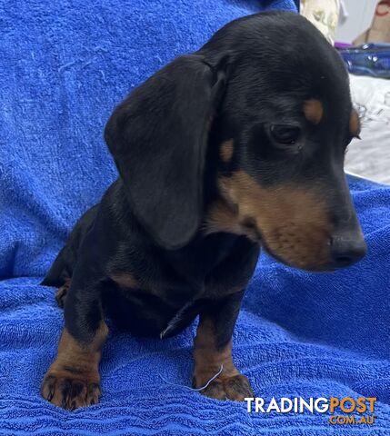 Dachshund puppies for sale now