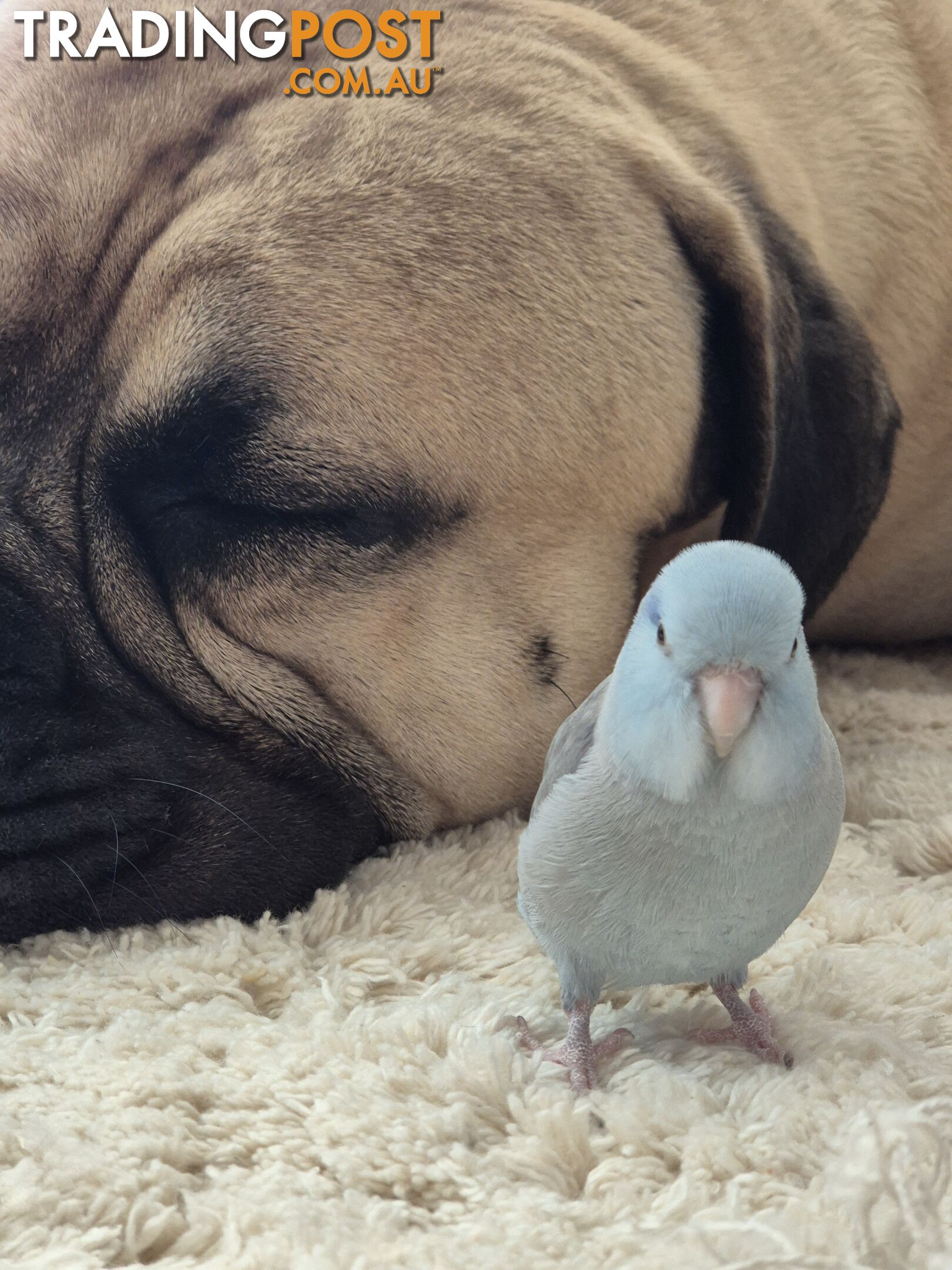 Hand raised male parrolet blue,grey