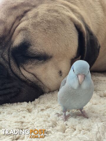 Hand raised male parrolet blue,grey