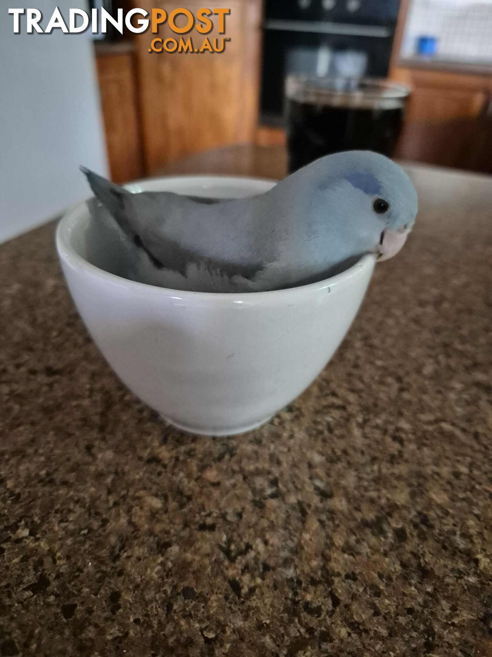 Hand raised male parrolet blue,grey