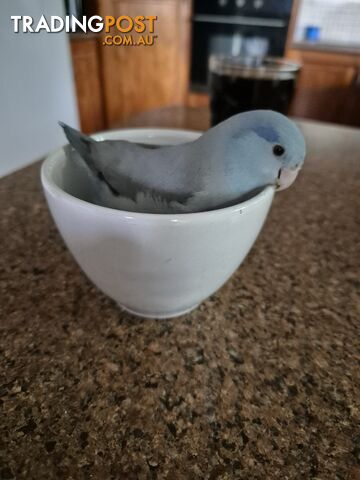 Hand raised male parrolet blue,grey