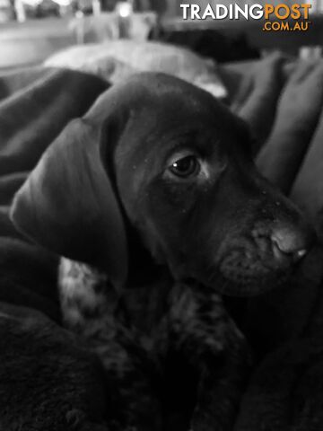 ANKC German Shorthaired Pointer Pups