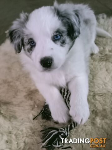 QUALITYBorder Collie puppies exclusive offere offer.