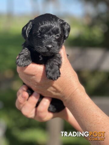 Female Toy Poodle x Aussie Terrier Puppies