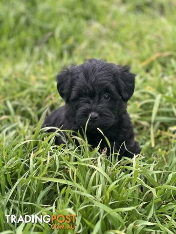 2 x Male Toy Poodle x Aussie Terrier Puppies