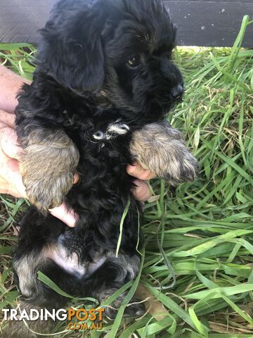 Terrier best sale x puppies