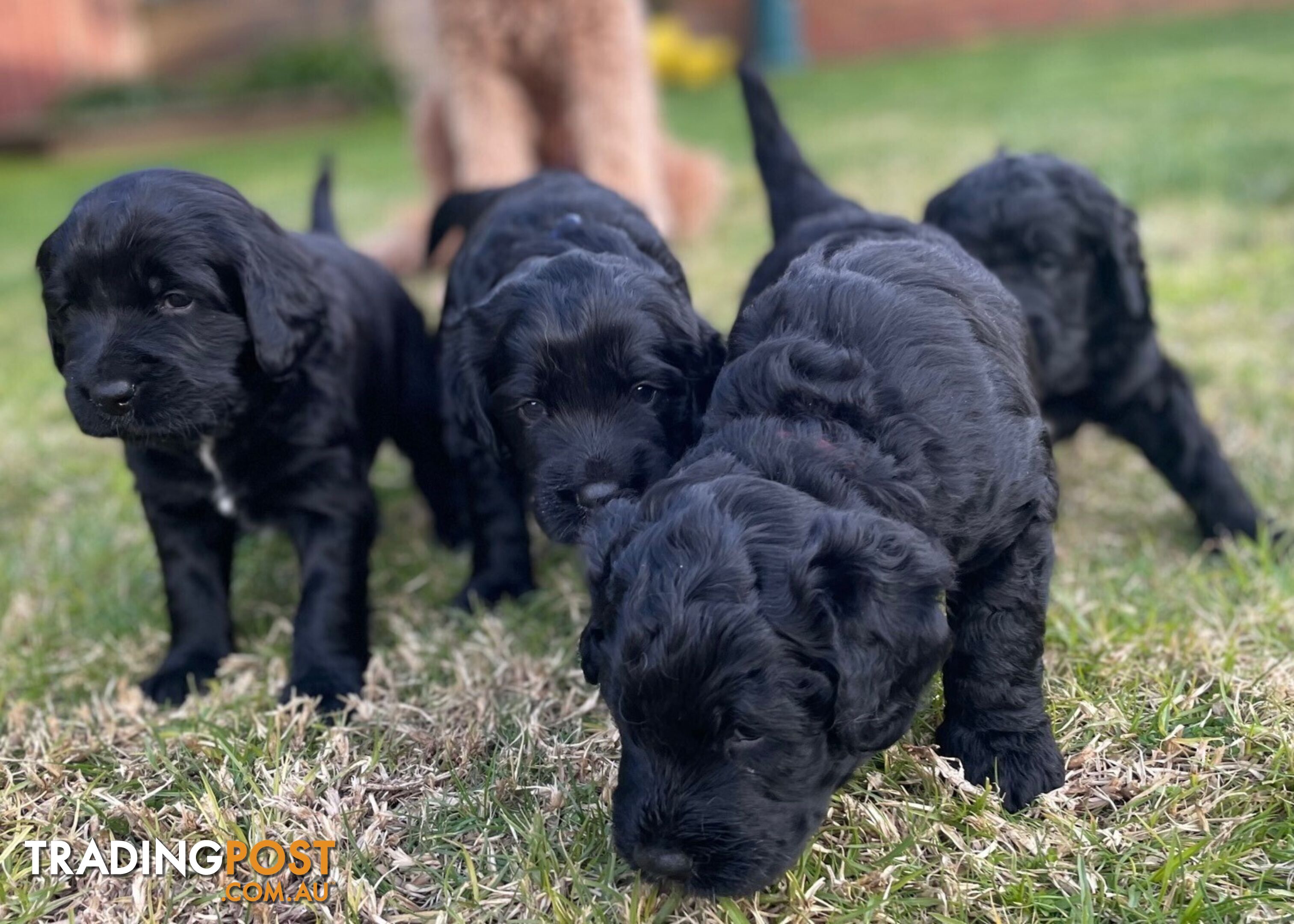 Bernese Mountain Dog x Groodle Pups for sale