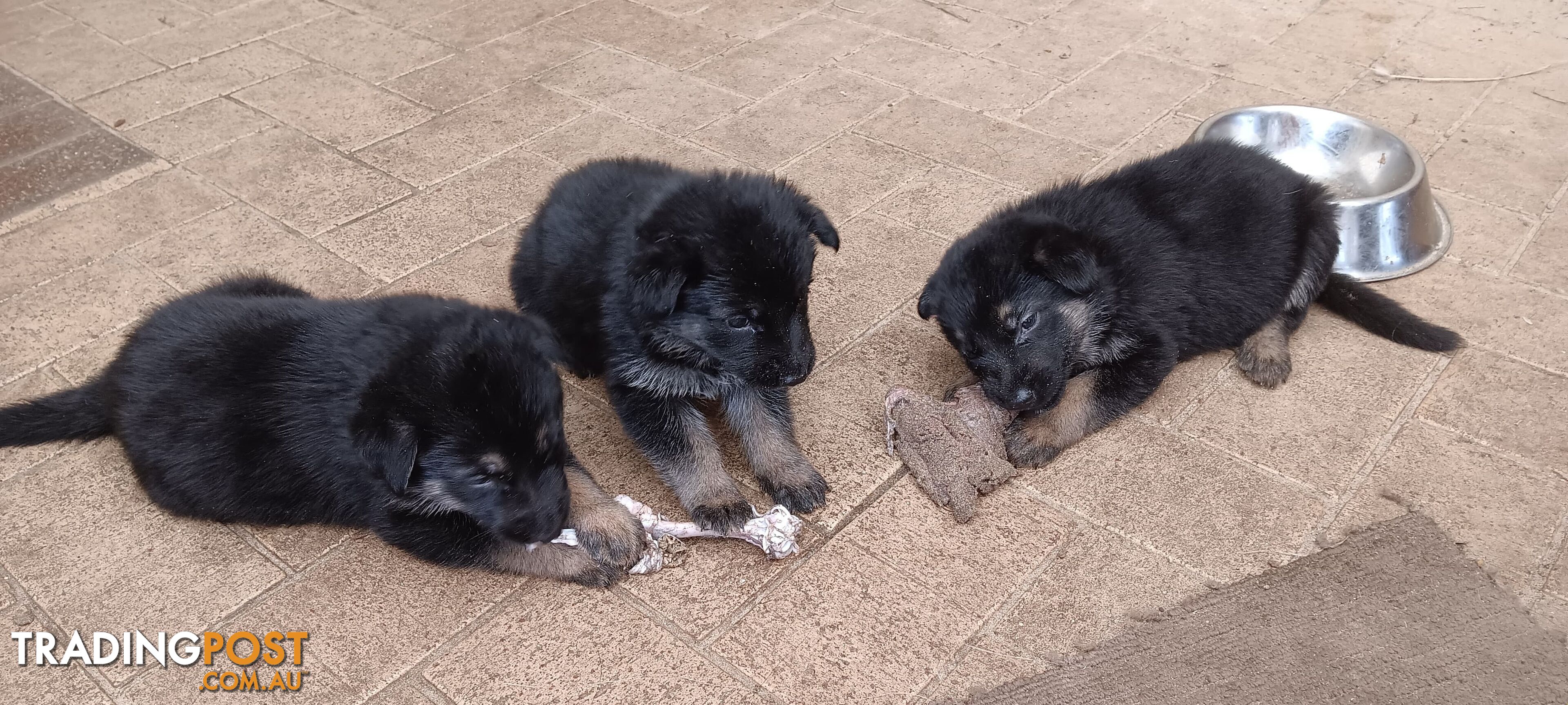 Purebred German Shepherd