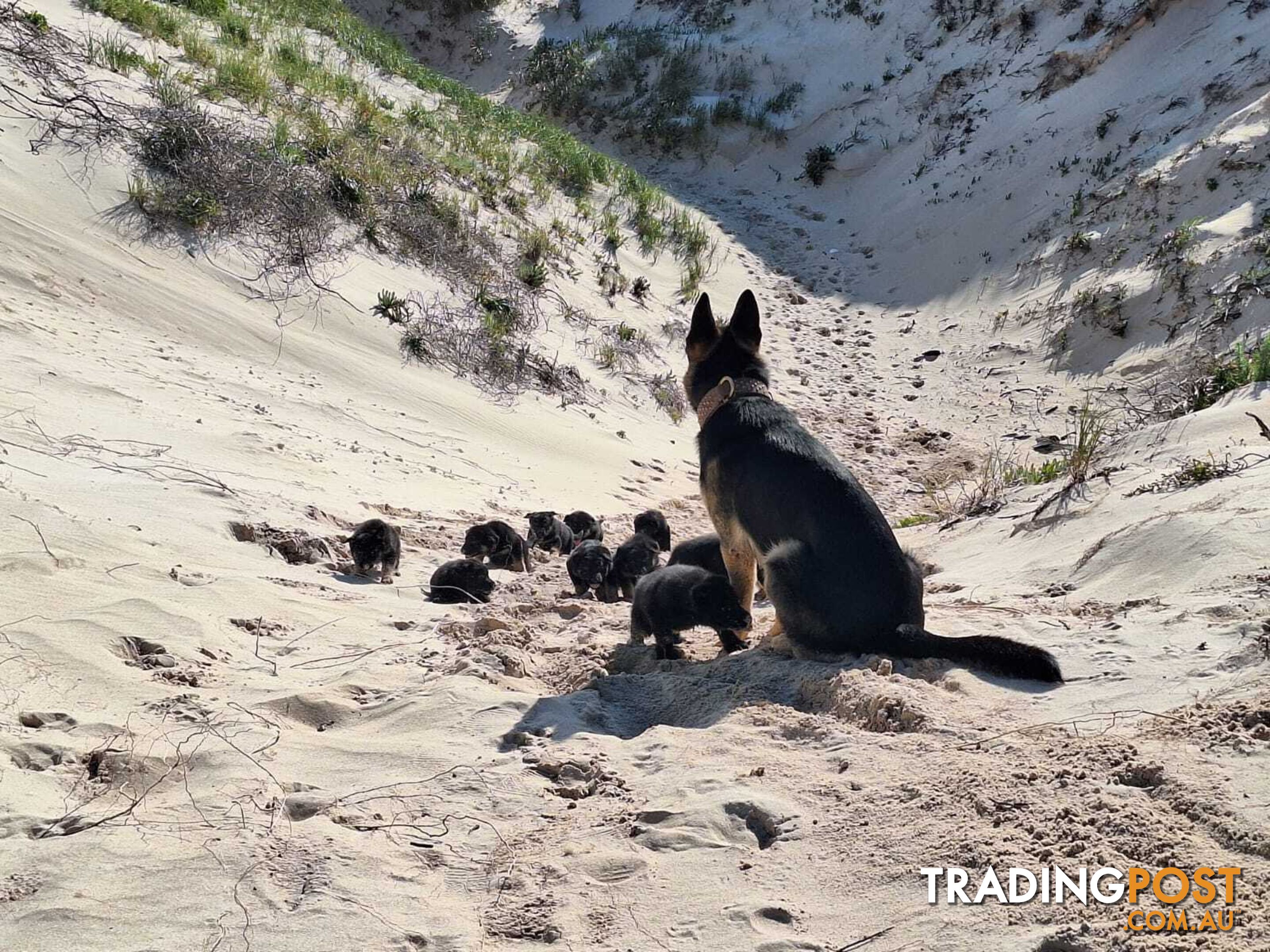 Purebred German Shepherd