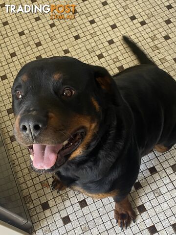 Pure bred Rottweiler pups