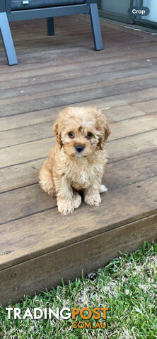 Cavoodle puppy