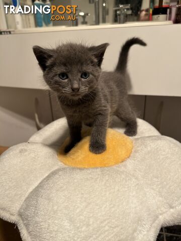 RUSSIAN BLUE PUREBRED KITTENS