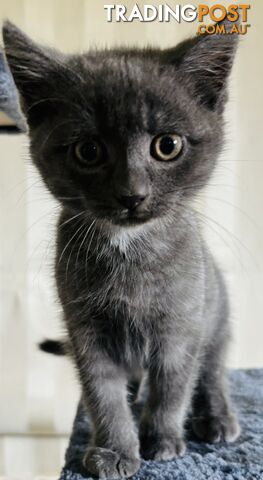 RUSSIAN BLUE PUREBRED KITTENS