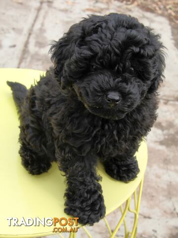 Pure bred Toy Poodle