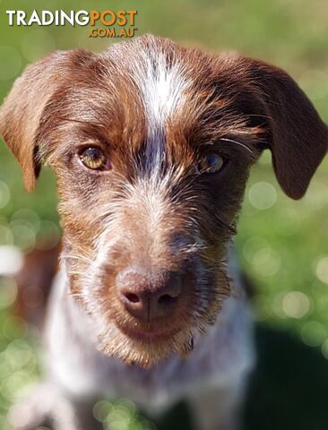 German wirehaired pointer X Border Collie