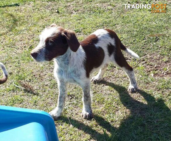 Border Collie X German wirehaired pointer