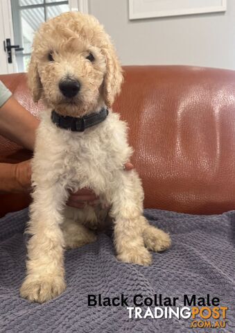 Standard Poodle Puppies