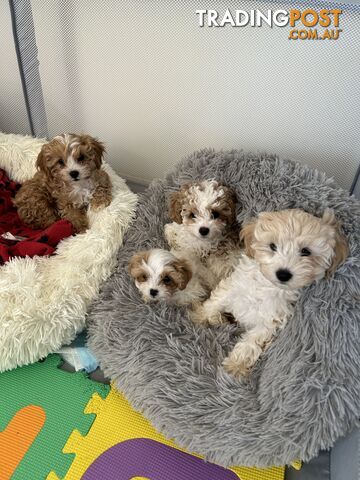 Cavoodle Puppies - 9 weeks old - 3 Female 1 Male