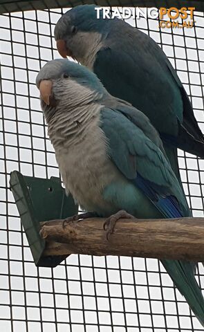 Quaker Parrot Pair