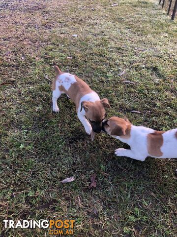Purebred Jack Russel Puppies