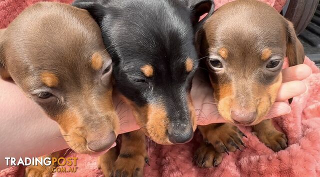 Purebred dachshund