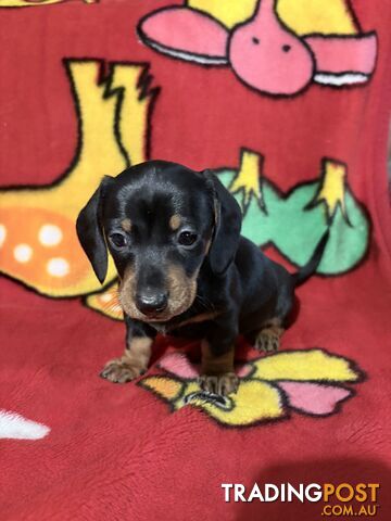 Purebred dachshund
