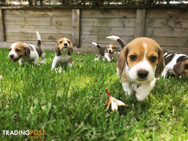 Pure Bred Beagle Puppies 