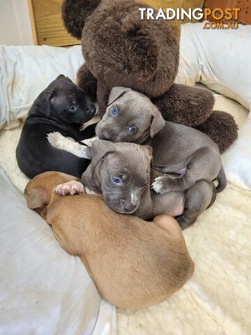 American Staffy puppies