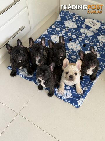French Bulldog Puppies – $4,000 – Premium Quality