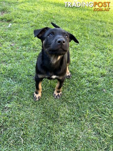 Kelpie pups