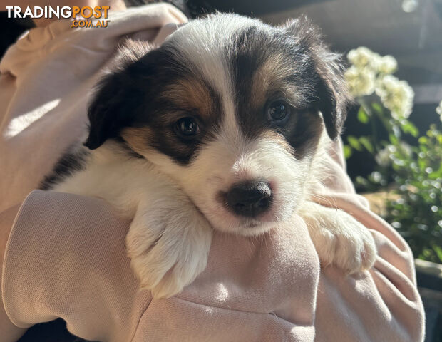 Pure breed long haired Border Collie puppies