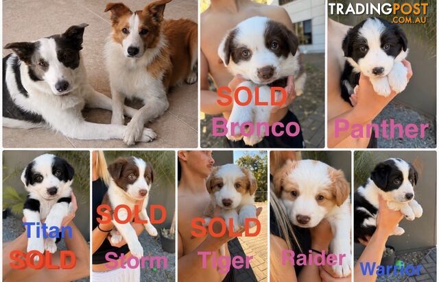 Purebred Border Collie Puppies! Ready now!
