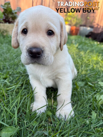 Purebred Labrador Puppy