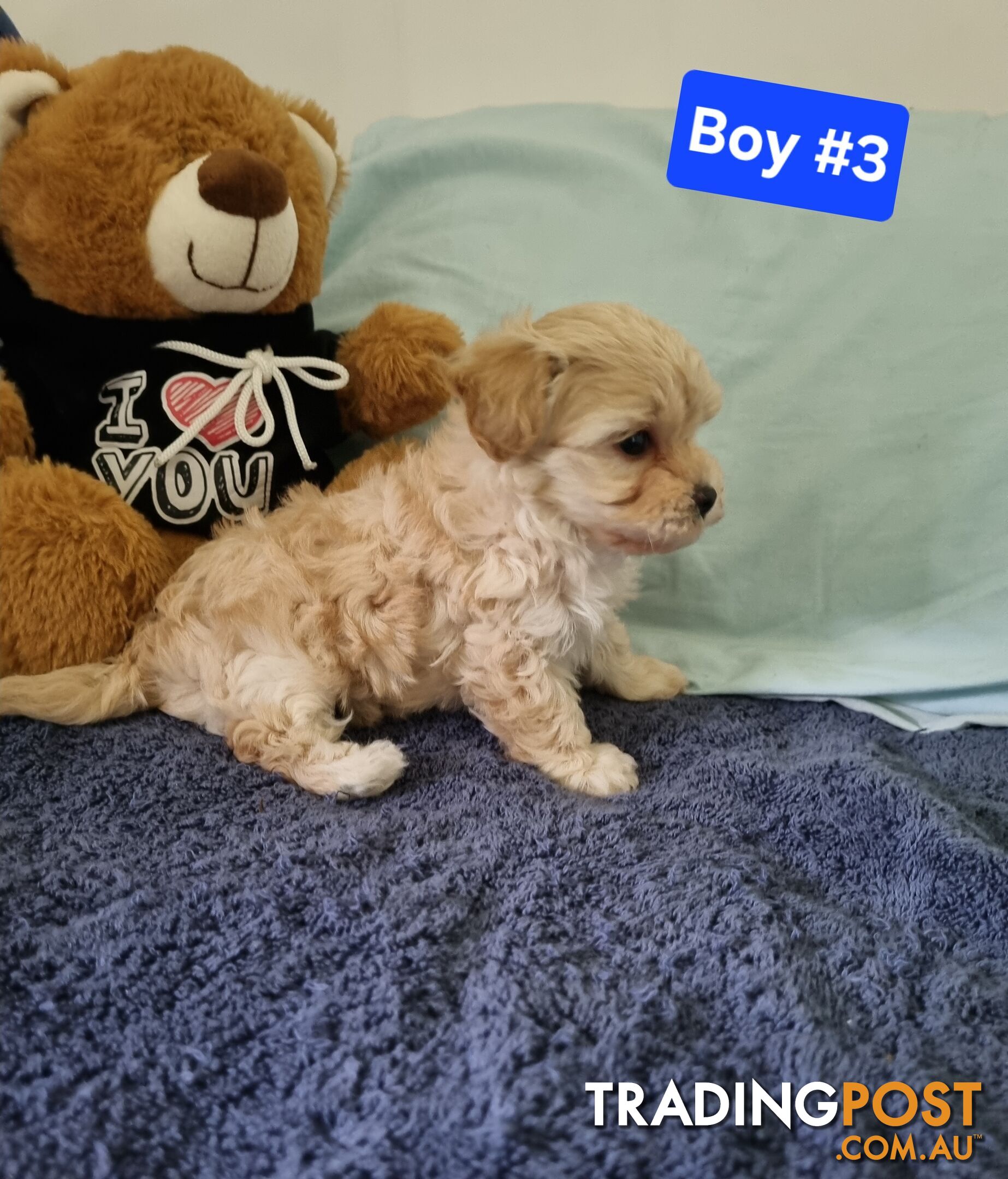 Toy poodle x Moodle