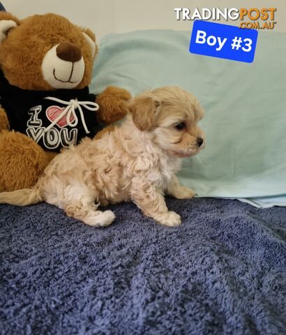 Toy poodle x Moodle