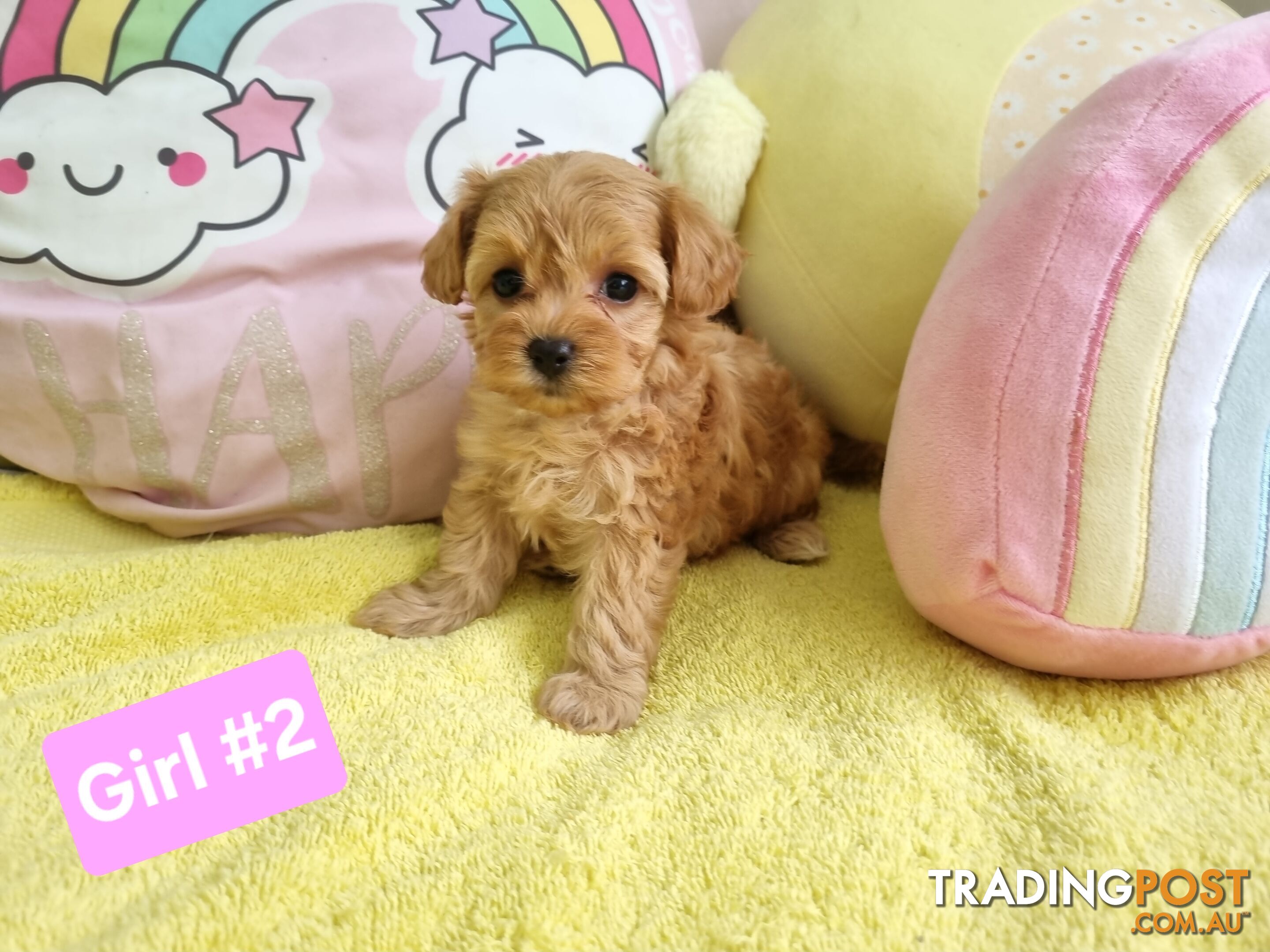 Toy poodle x Moodle