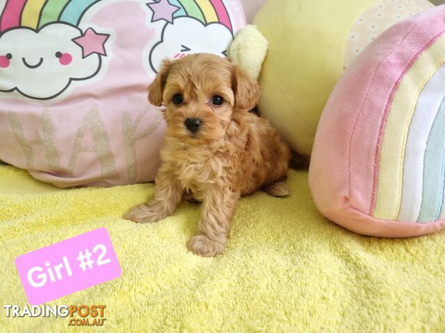 Toy poodle x Moodle