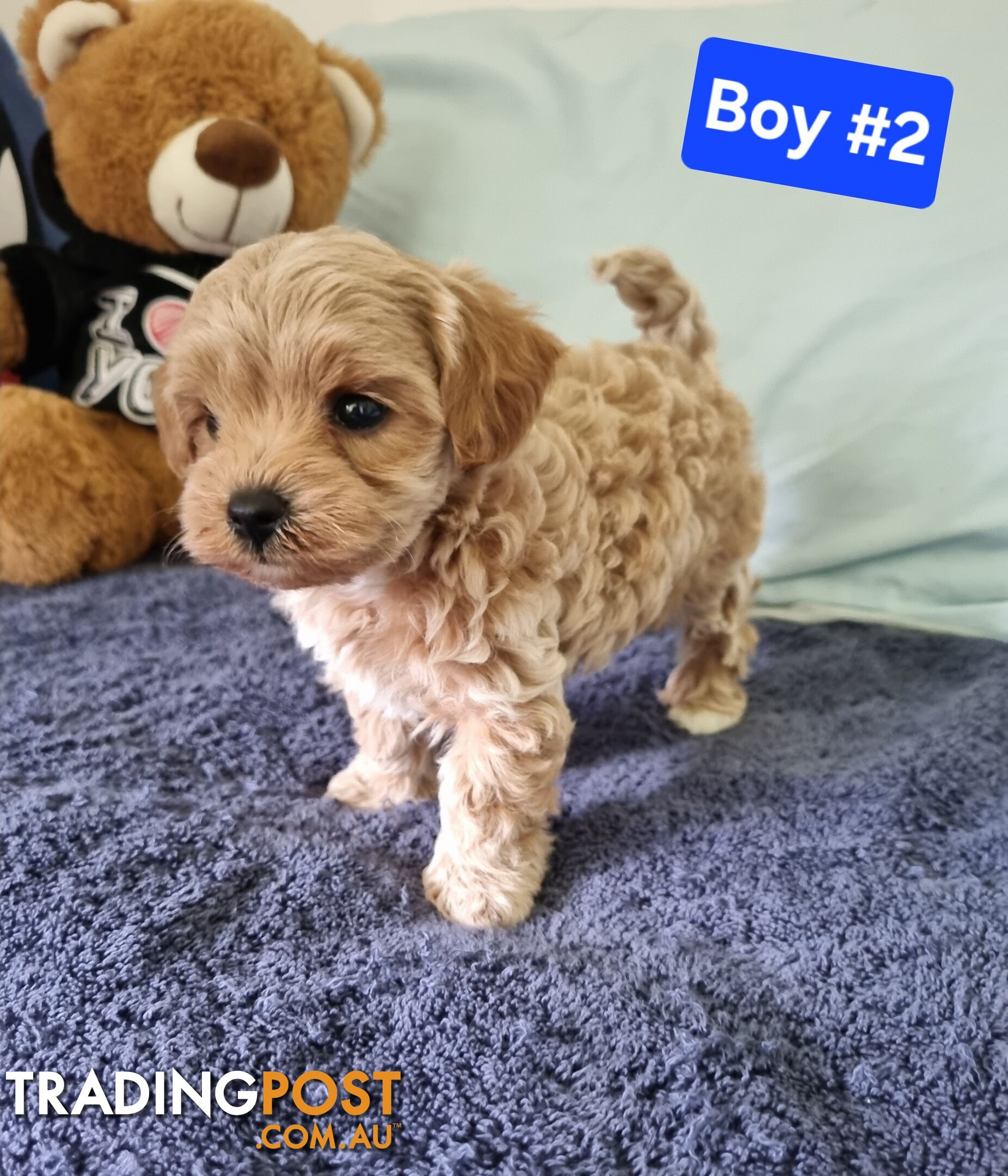 Toy poodle x Moodle