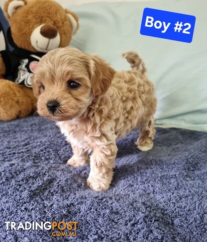 Toy poodle x Moodle