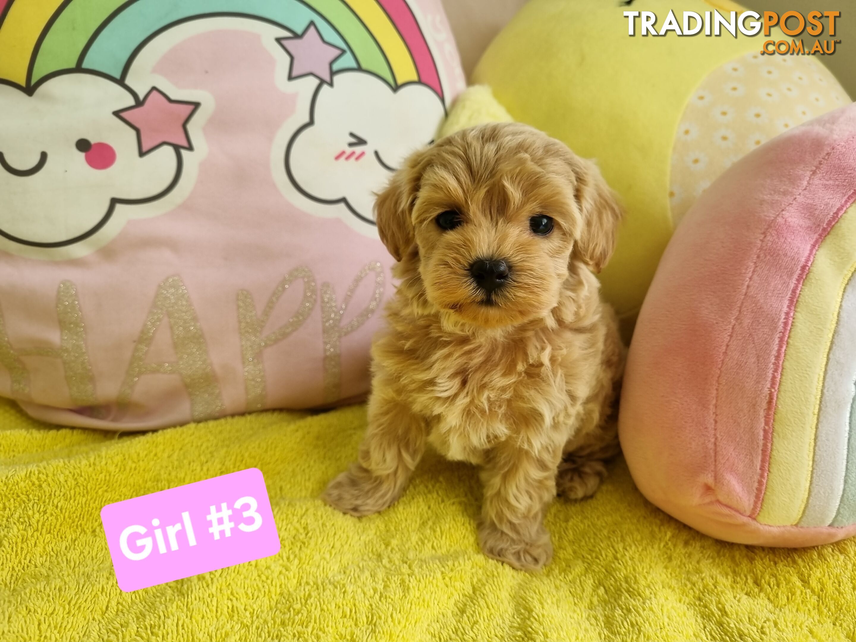 Toy poodle x Moodle