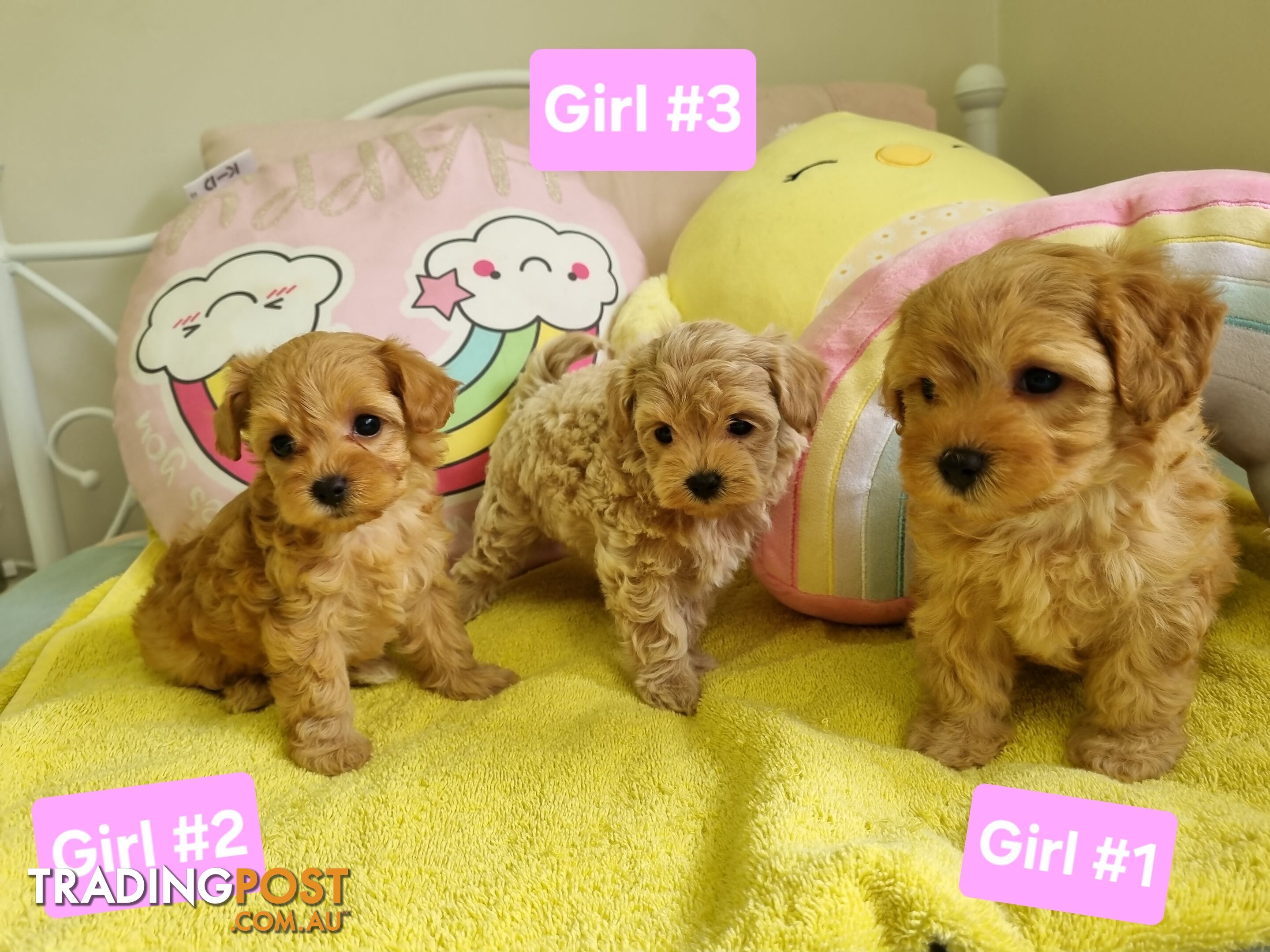 Toy poodle x Moodle