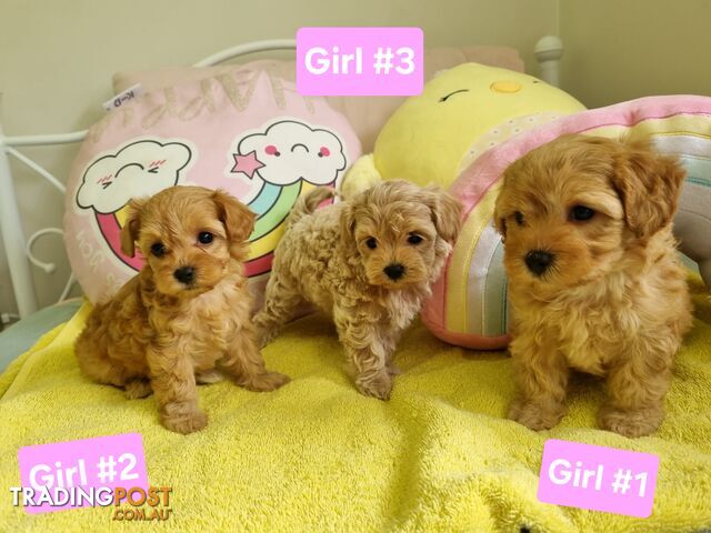 Toy poodle x Moodle