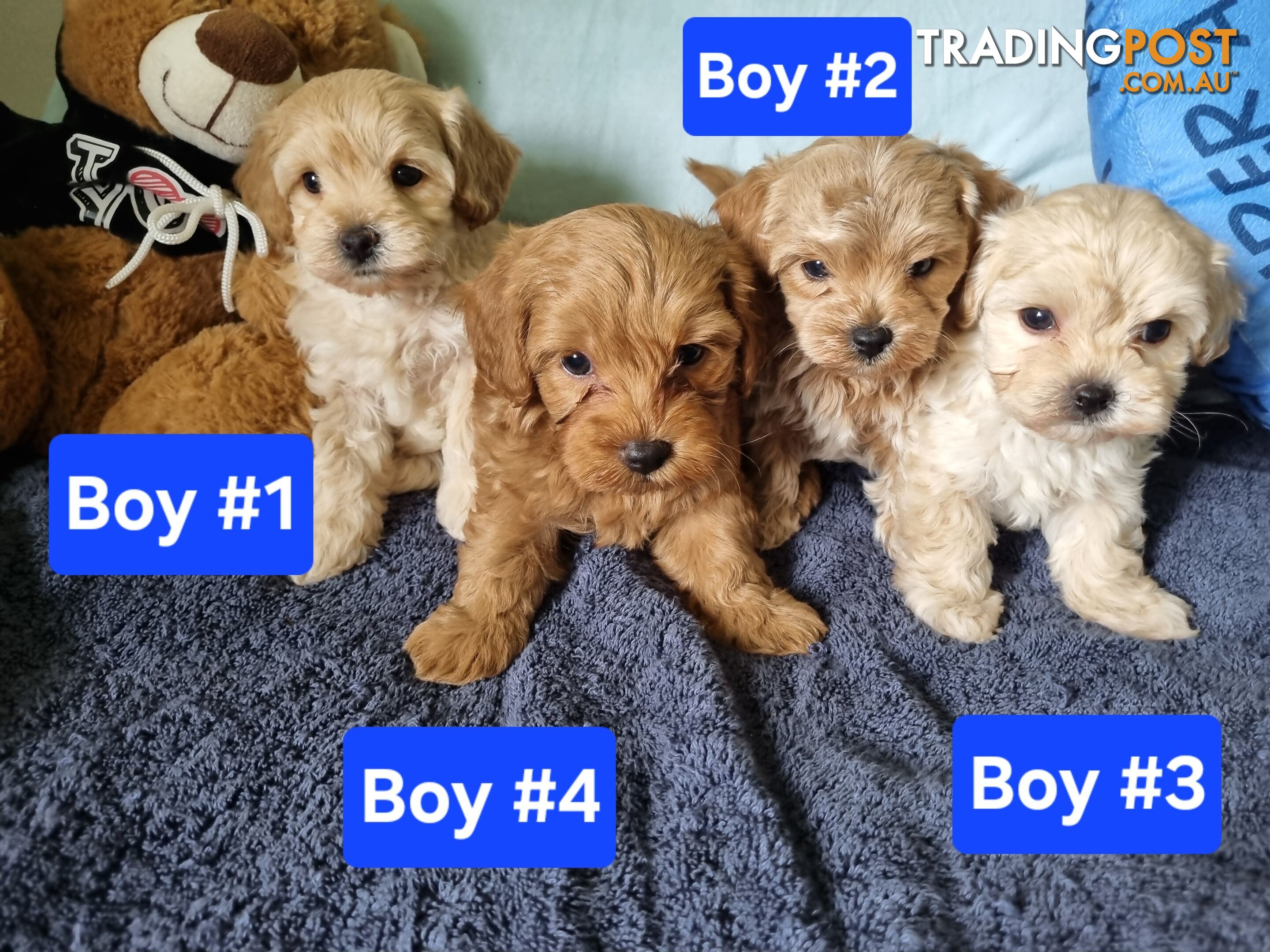 Toy poodle x Moodle