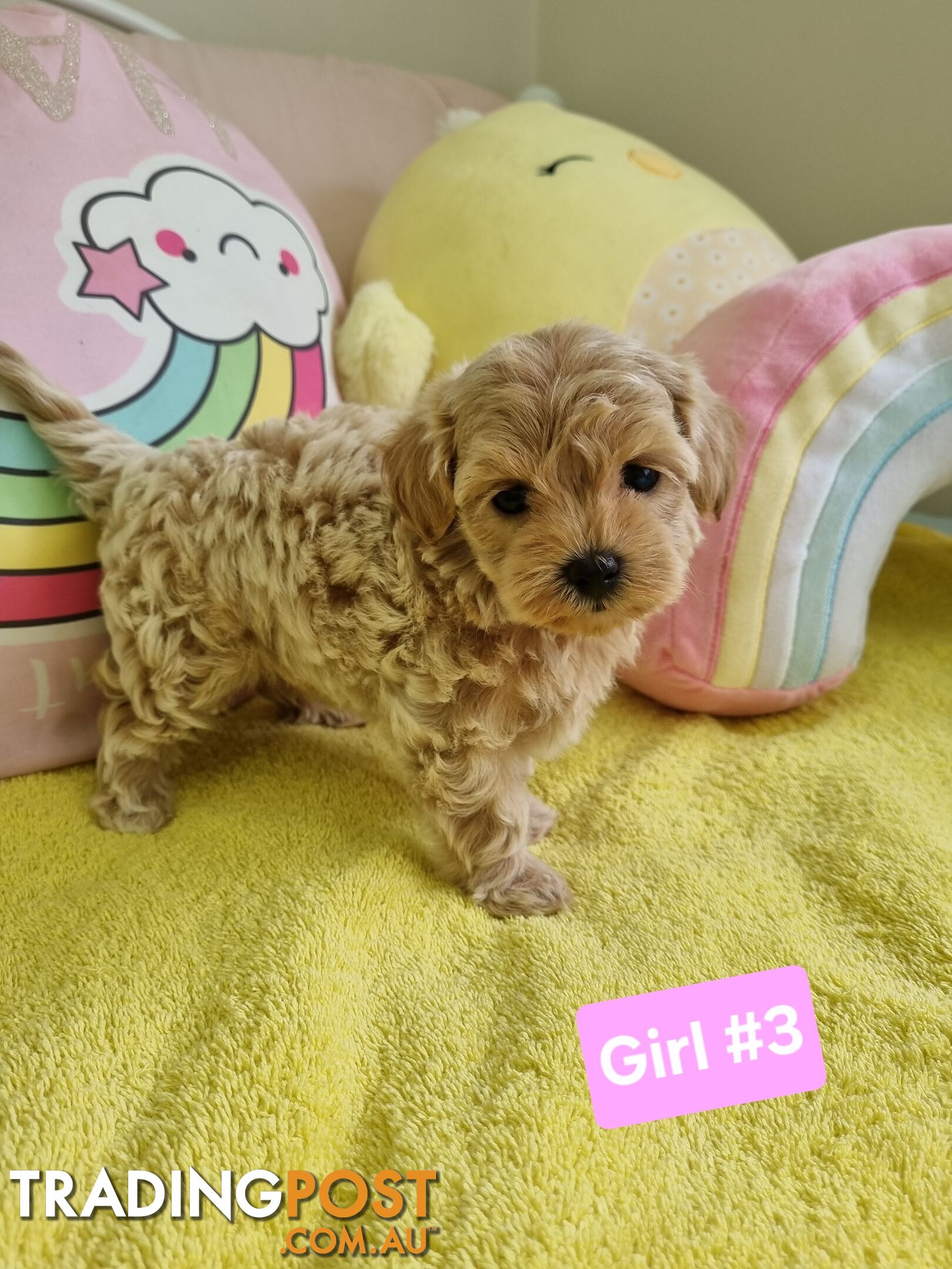 Toy poodle x Moodle