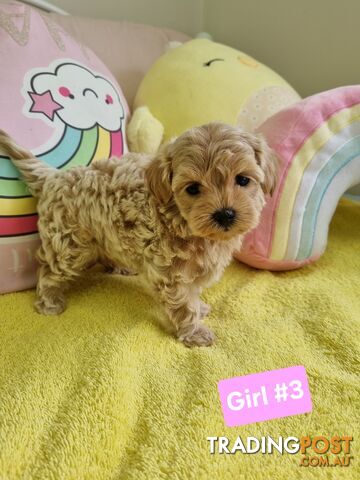 Toy poodle x Moodle