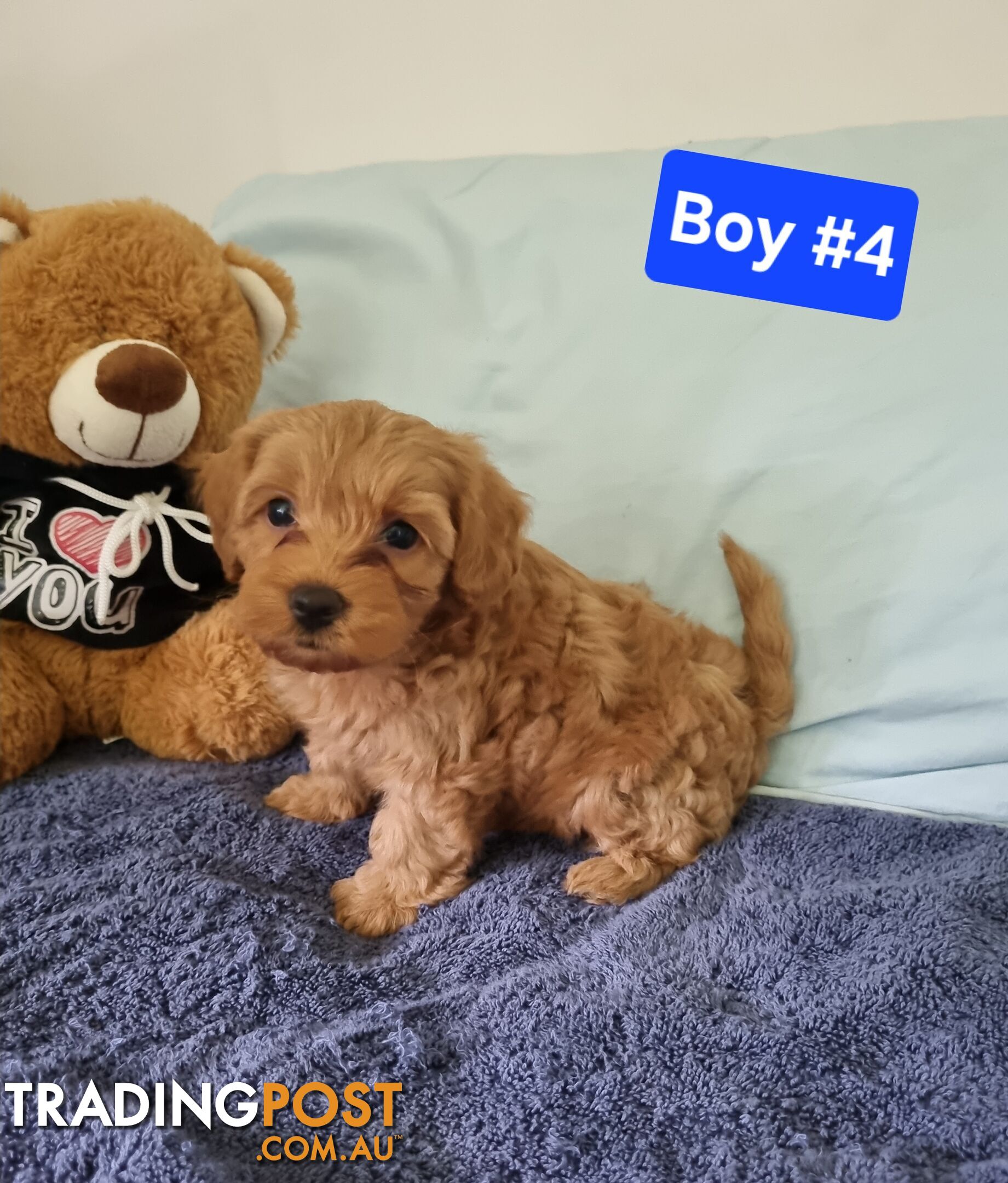 Toy poodle x Moodle