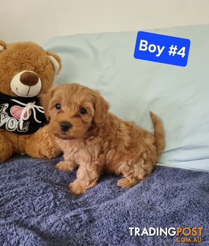 Toy poodle x Moodle