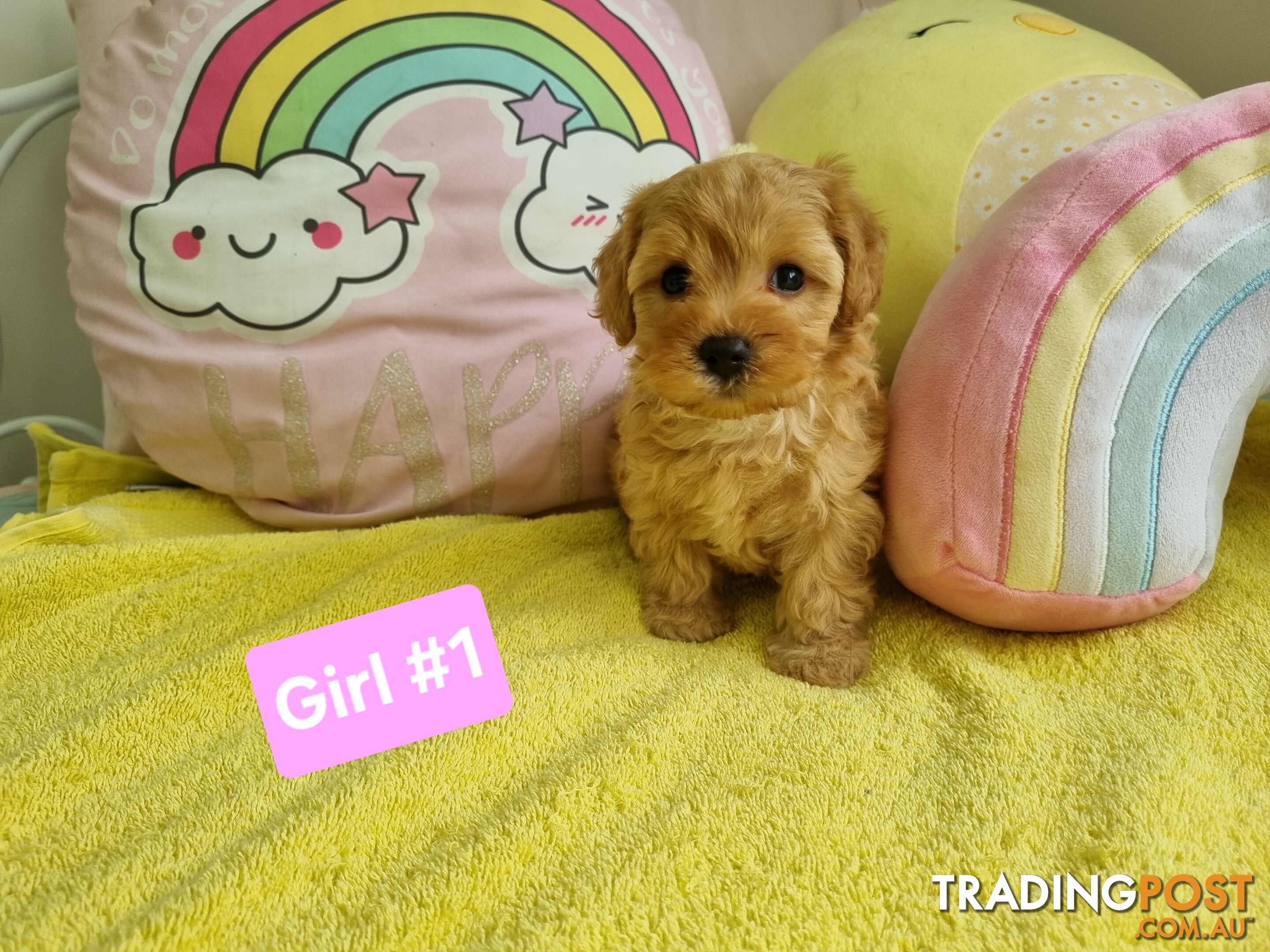 Toy poodle x Moodle