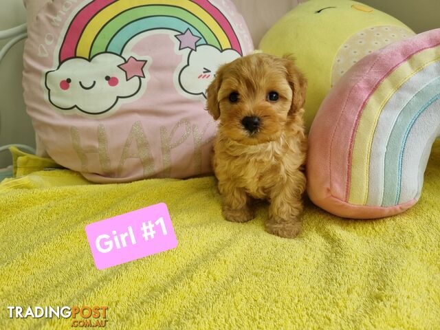 Toy poodle x Moodle