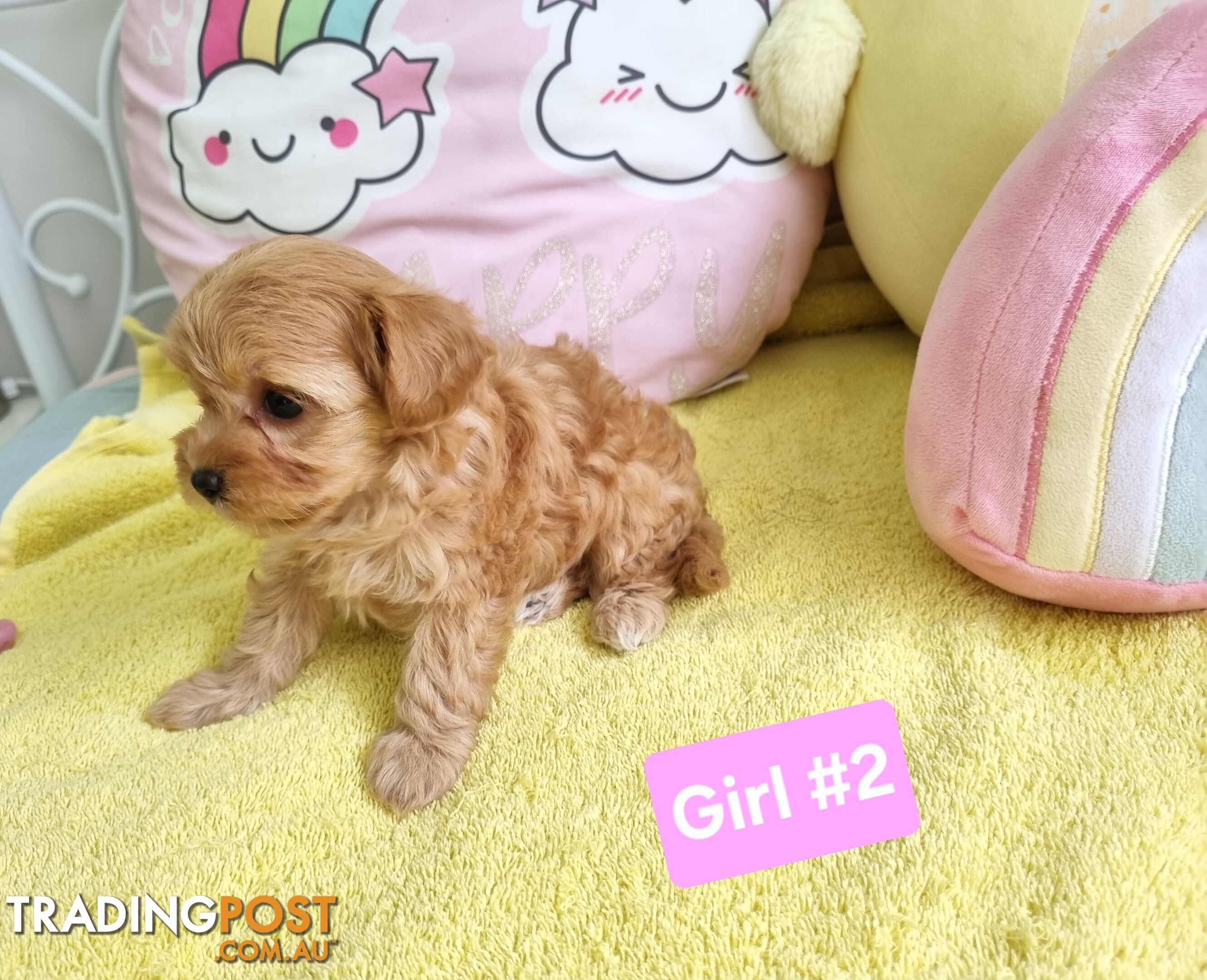 Toy poodle x Moodle